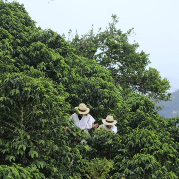 Paisaje Cultural Cafetero