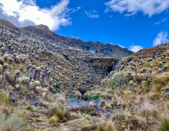 Parque de los Nevados